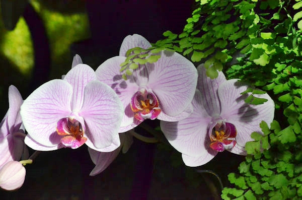 Orchid